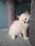 Ragdoll poesje met stamboom, Poes, Met stamboom
