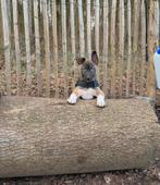 Engelse stafford pups 3 maand oud Teefje lees tekst, Ophalen of Verzenden, Zo goed als nieuw