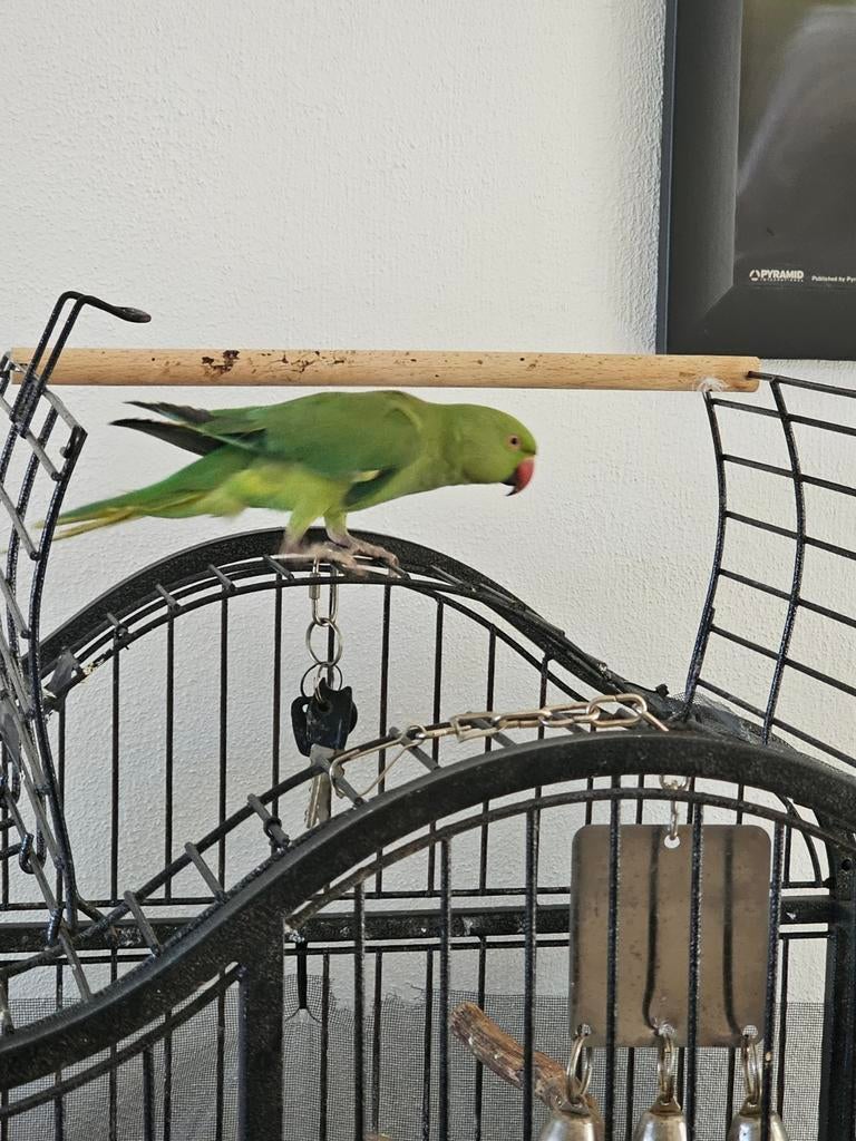 Jonge halsbandparkiet vogel te koop, Mannelijk, Parkiet