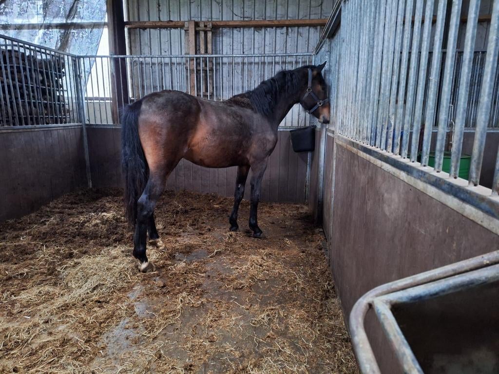 Hengst, Hengst