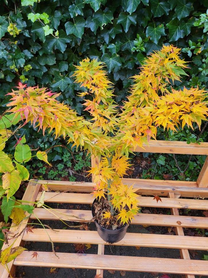 Unieke Japanse esdoorn 'Mikawa Yatsubusa', Tuin en Terras, Planten | Bomen, Overige soorten, Minder dan 100 cm, Halfschaduw, Bloeit niet