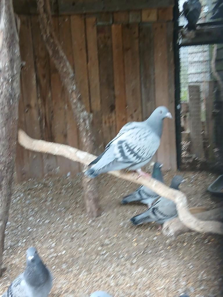 Jonge postduiven, Dieren en Toebehoren, Meerdere dieren, Postduif