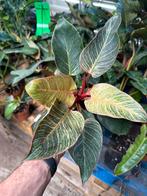 Philodendron Pink Birkin - Pot 12, Overige soorten, In pot, Minder dan 100 cm, Groene kamerplant