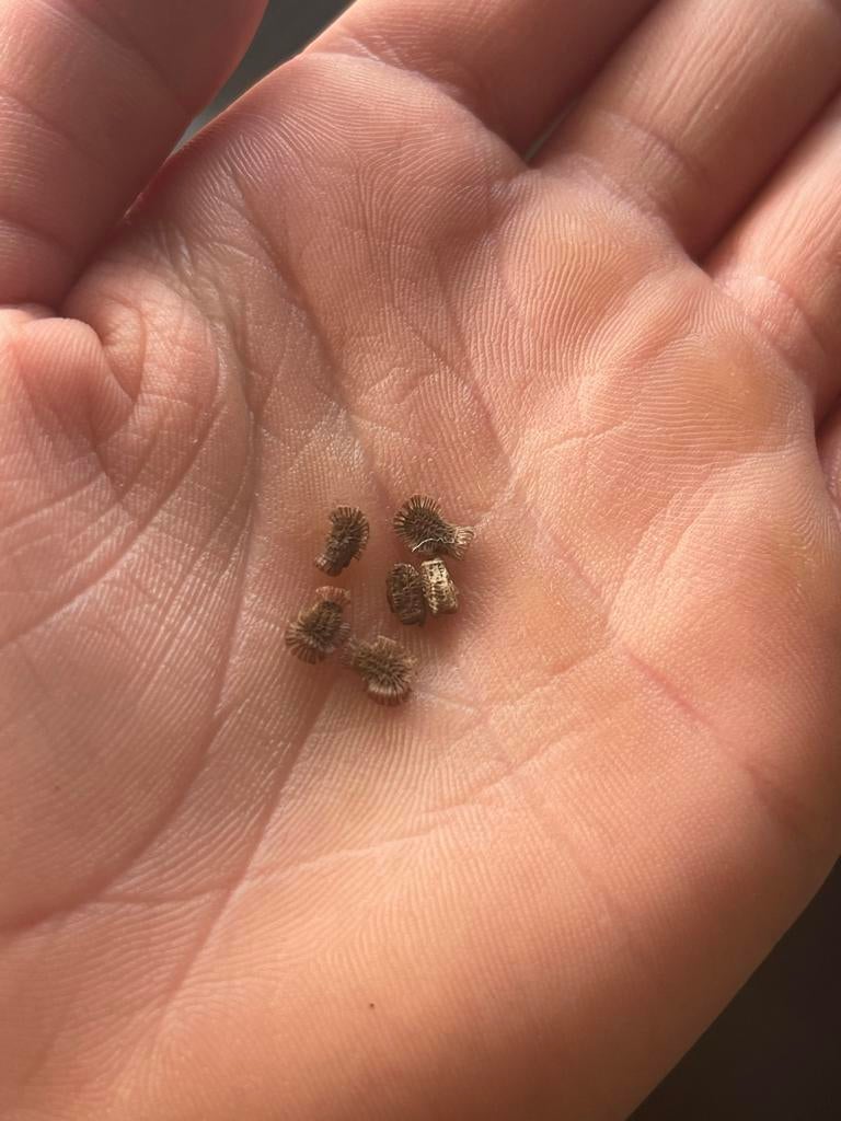 Psg 278 wandelende bladeren eitjes., Dieren en Toebehoren, Wandelende tak