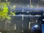 Jonge Blauwe guppies, Ophalen of Verzenden, Zo goed als nieuw