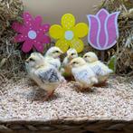 Jonge tamme Sussex kuikens gesekst & ingeënt, Vrouwelijk, Kip