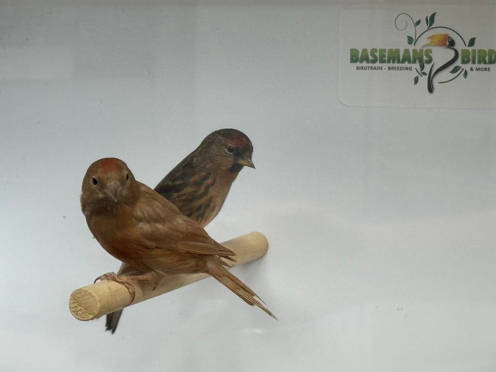 Kleine barmsijzen - acanthis flammea, Meerdere dieren, Geringd