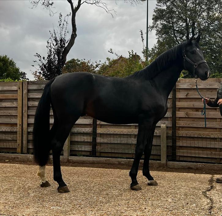 Mooie correcte grote zwarte dressuur hebgst van secret, Dieren en Toebehoren, Paarden, Hengst, 0 tot 2 jaar, Dressuurpaard