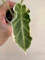 Alocasia Ninja Variegata, Huis en Inrichting, Kamerplanten, Overige soorten, In pot, Minder dan 100 cm, Groene kamerplant