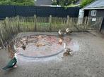 2 fleseend vrouw en 1 muskuseend man, Meerdere dieren, Eend