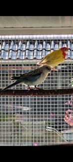 Koppel rosella.s.  golden split blauw., Dieren en Toebehoren, Vogels | Parkieten en Papegaaien, Meerdere dieren, Parkiet, Geringd