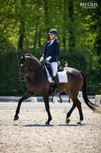 Super knappe en brave ruin (Zhivago x Kennedy) 1.70m, Dieren en Toebehoren, Paarden, 170 tot 175 cm, 11 jaar of ouder, Z, Gechipt