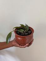 Hoya kamerplant (wasplant) inclusief Wiebo Lublink pot, Ophalen, Overige soorten, Halfschaduw, In pot
