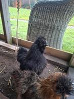 Zijdehoen haantje 2025, Dieren en Toebehoren, Mannelijk, Kip