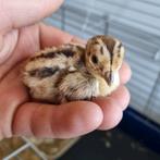 Bosfazant kuikens, Meerdere dieren, Overige soorten