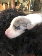 Prachtige border collie x australian sheperd pups, Dieren en Toebehoren, 8 tot 15 weken, Collie, Meerdere, Meerdere dieren