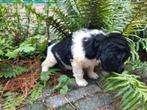 Friese Stabij Pup ras zuiver., Dieren en Toebehoren, Rabiës (hondsdolheid), Overige rassen, 8 tot 15 weken, Meerdere