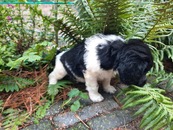 Friese Stabij Pup ras zuiver., Dieren en Toebehoren, Honden | Retrievers, Spaniëls en Waterhonden, Meerdere dieren, Overige rassen