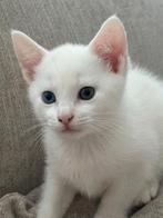 Prachtig lief wit mannetje, Dieren en Toebehoren, Katten en Kittens | Overige Katten, Kater