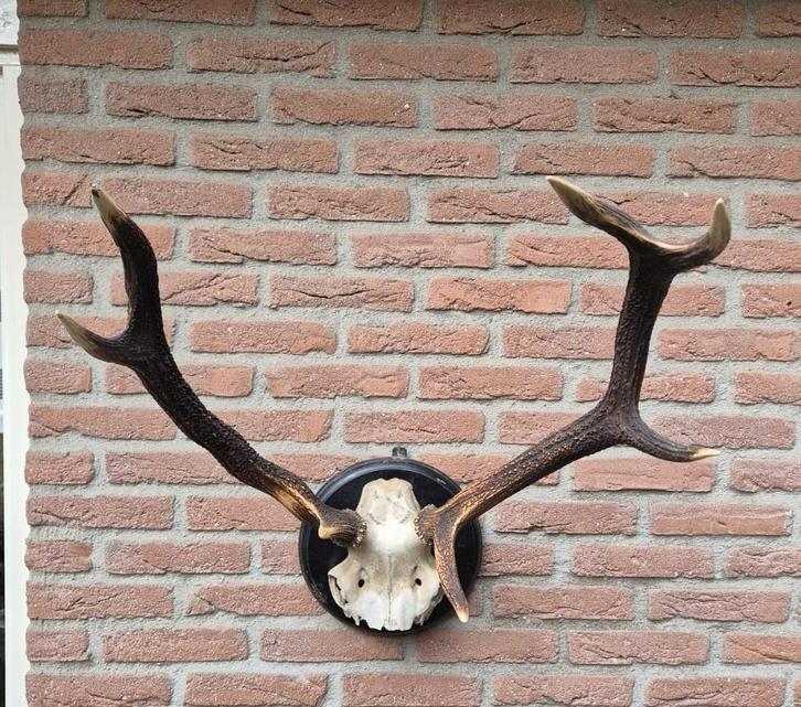 Mooi Donker Edelhert Gewei Jacht Mancave Jagen e23, Verzamelen, Dierenverzamelingen, Gebruikt, Gewei of Kop, Hert, Ophalen