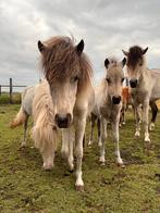 Prachtige Nederlandse mini paardjes!!, Meerdere dieren