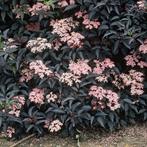 Zwarte Vlier (Sambucus ‘Black Beauty’), Ophalen, Zomer, Overige soorten, Volle zon