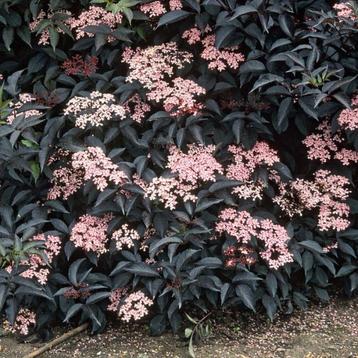Zwarte Vlier (Sambucus ‘Black Beauty’) beschikbaar voor biedingen