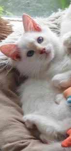 Ragdoll kittens, Dieren en Toebehoren, Katten en Kittens | Raskatten | Langhaar, Meerdere dieren, Ingeënt