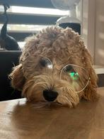 Mini Australian labradoodle dekreu, Dieren en Toebehoren, Honden | Dekreuen, Reu, CDV (hondenziekte), 1 tot 2 jaar, Eén hond