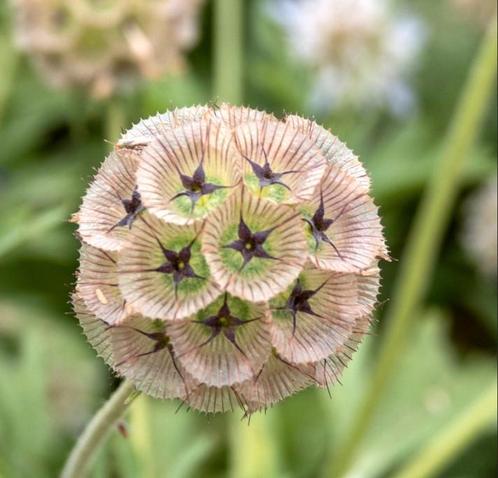 Zaden Duifkruid drumstick - Scabiosa stellata 'Drumstick', Tuin en Terras, Bloembollen en Zaden, Zaad, Voorjaar, Volle zon, Verzenden