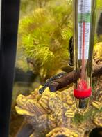 Bristelnose (ancistrus) 3cm, Vis, Zoetwatervis