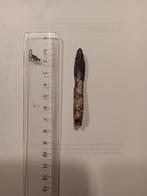 Dinosaurus tand dino sauropod laparentosaurus, Verzamelen, Mineralen en Fossielen, Verzenden, Fossiel