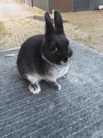 Jonge kleurdwerg, dwergkonijntje, Mannelijk, Dwerg