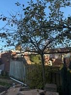 Gratis Notarisappel- en Trompetbomen (Catalpa)!, Tuin en Terras, Planten | Bomen, Overige soorten, Lente, 100 tot 250 cm, Ophalen