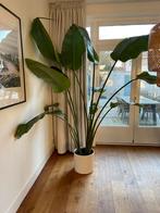 Strelitzia plant XL (240 cm hoog), Ophalen, Overige soorten, In pot, 200 cm of meer