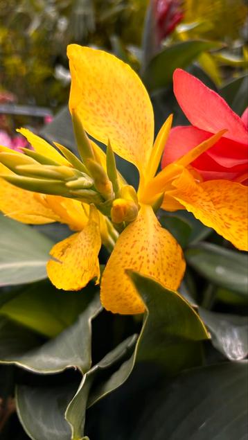 Mix Cannas beschikbaar voor biedingen