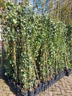 Actie!! Klimop 200-250 cm Hedera hibernica Grootbaderig, Tuin en Terras, Planten | Tuinplanten, Vaste plant, Ophalen of Verzenden