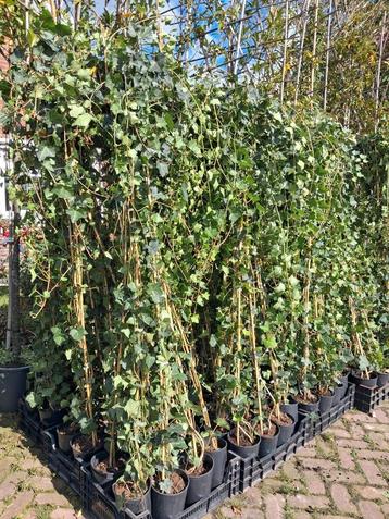 Actie!! Klimop 200-250 cm Hedera hibernica Grootbaderig  beschikbaar voor biedingen