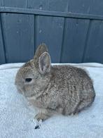 Kleurdwerg raszuiver, Dieren en Toebehoren, Konijnen, Mannelijk, Dwerg