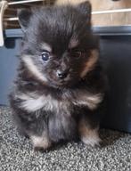 Pomeriaan pups, Dieren en Toebehoren, Keeshond, Meerdere, Meerdere dieren, Nederland