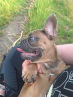 Franse bulldog pup, Dieren en Toebehoren, Honden | Bulldogs, Pinschers en Molossers, Reu, CDV (hondenziekte), 8 tot 15 weken, Bulldog