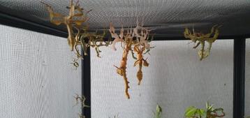 Extatosoma tiaratum jongen/halfwas beschikbaar voor biedingen