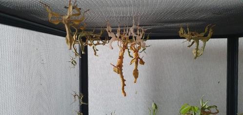 Extatosoma tiaratum jongen/halfwas, Dieren en Toebehoren, Vogels | Overige Vogels, Tropenvogel, Meerdere dieren