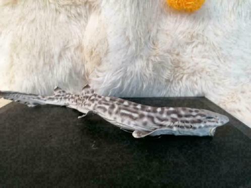 Opgezette Kathaai Haai / Taxidermy Vis, Verzamelen, Dierenverzamelingen, Nieuw, Opgezet dier, Wild dier, Ophalen of Verzenden