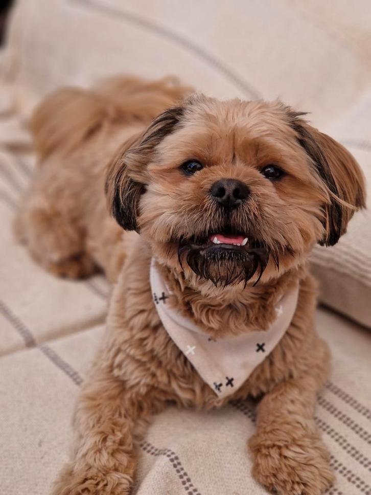 Dekreu mailo NIET TE KOOP, Dieren en Toebehoren, Honden | Dekreuen, Reu, Particulier, Eén hond, Nederland, 1 tot 2 jaar, CDV (hondenziekte)