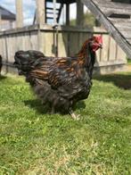 Orpington haan grote ras., Dieren en Toebehoren, Pluimvee, Mannelijk, Kip