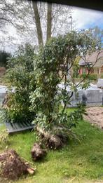 2 stuks rhododendron struiken, Tuin en Terras, Planten | Bomen, Ophalen