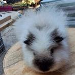 Gezocht: effen of California zeugjes, Januari, Vrouwelijk, Cavia