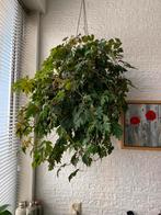 Cissus rhombifolia, Huis en Inrichting, Kamerplanten, Overige soorten, Minder dan 100 cm, Halfschaduw, In pot
