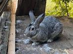 Groot chinchilla konijn te koop, Dieren en Toebehoren, Mannelijk, Middelgroot, 0 tot 2 jaar